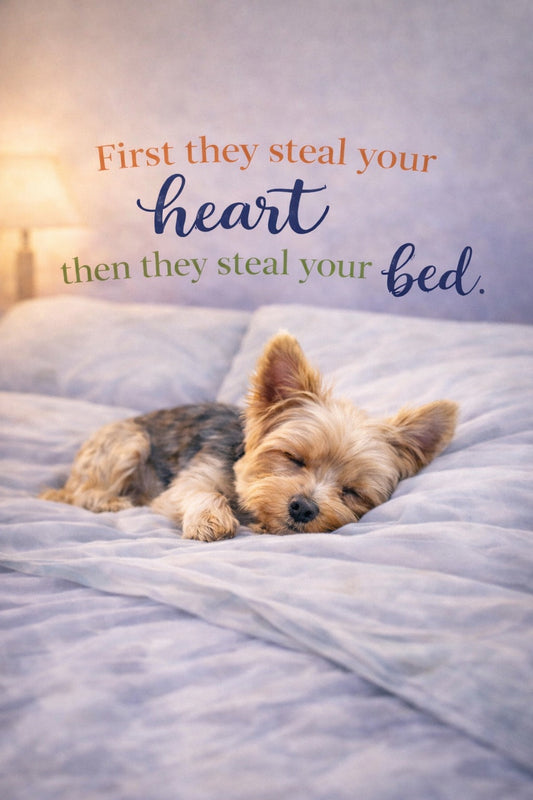 First They Steal Your Heart Yorkie Fridge Magnet