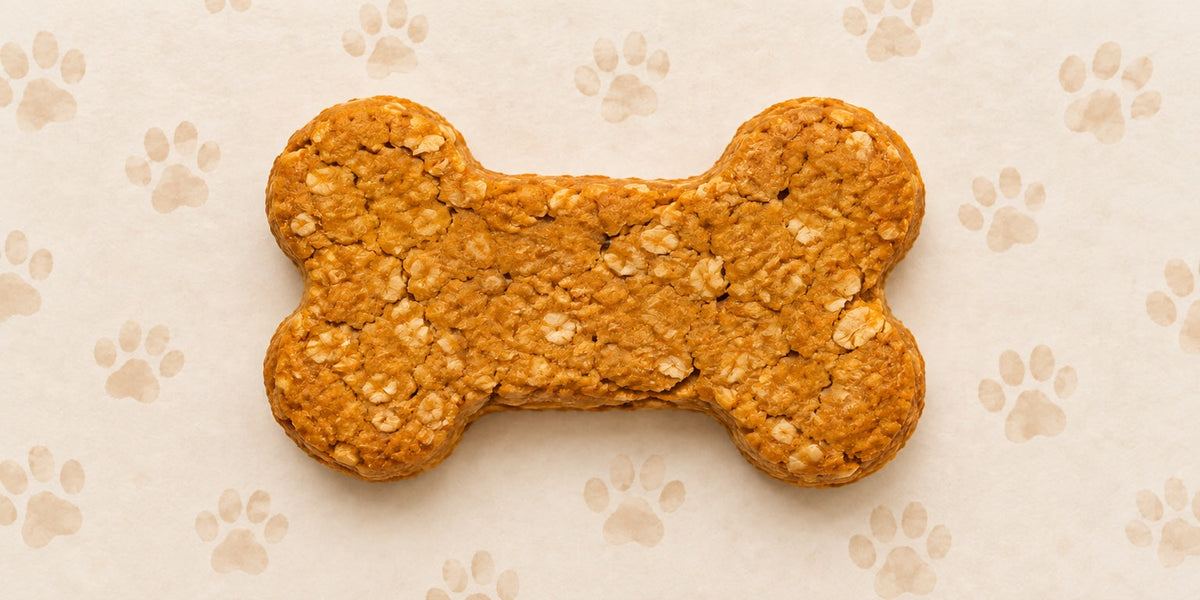Single peanut butter pumpkin oat bone-shaped dog biscuit with pale paw-print background